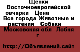 Щенки Восточноевропейской овчарки › Цена ­ 25 000 - Все города Животные и растения » Собаки   . Московская обл.,Лобня г.